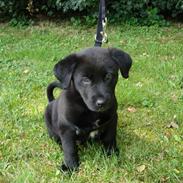 Blanding af racer MAX