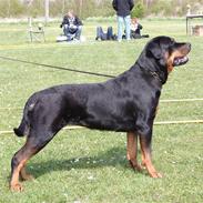 Rottweiler Victoria