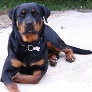 Rottweiler Victoria