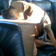 Amerikansk staffordshire terrier Bumle   ''R.I.P''