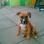 Amerikansk staffordshire terrier Bumle   ''R.I.P''