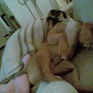 Amerikansk staffordshire terrier Bumle   ''R.I.P''