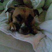 Amerikansk staffordshire terrier Bumle   ''R.I.P''