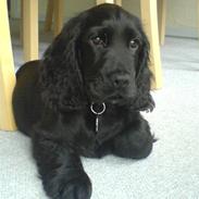 Cocker spaniel Holger