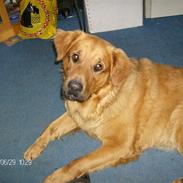 Blanding af racer ocsar