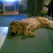 Blanding af racer ocsar