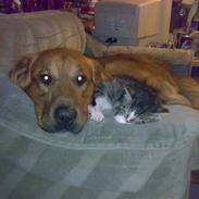 Blanding af racer ocsar