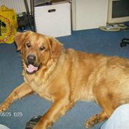 Blanding af racer ocsar