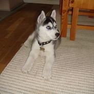 Siberian husky Marquis