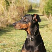 Dobermann Muggi