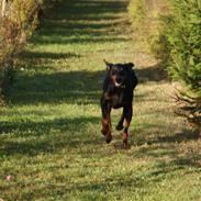 Dobermann Muggi