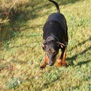 Dobermann Muggi