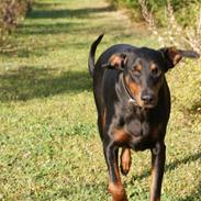 Dobermann Muggi