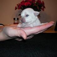 Chihuahua Achilles