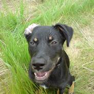 Blanding af racer Bella