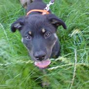 Blanding af racer Bella