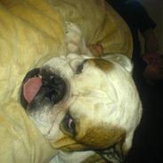 Engelsk bulldog Mojo *RIP*
