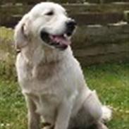 Golden retriever Oskar