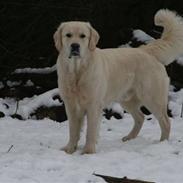 Golden retriever Oskar
