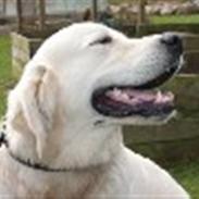 Golden retriever Oskar