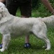 Golden retriever Oskar