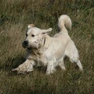 Golden retriever Oskar
