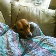 Blanding af racer Freja