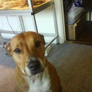 Blanding af racer Freja