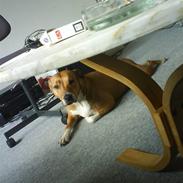 Blanding af racer Freja