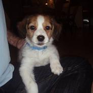 Kooikerhondje Kooijoy Carlo