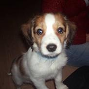 Kooikerhondje Kooijoy Carlo