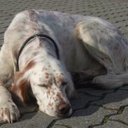 Engelsk setter Altegeinos kittshe