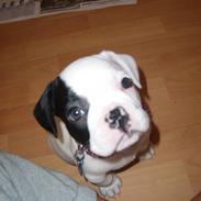 Fransk bulldog Cousteau