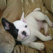 Fransk bulldog Cousteau