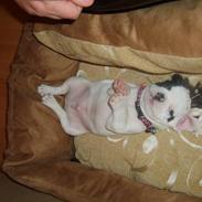Fransk bulldog Cousteau