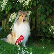 Collie langhåret Daisy 