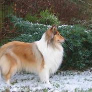 Collie langhåret Daisy 