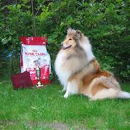 Collie langhåret Daisy 