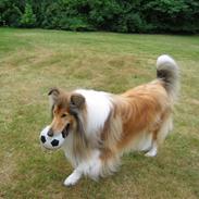 Collie langhåret Daisy 