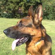 Schæferhund DANDIXIE´S Falcon 