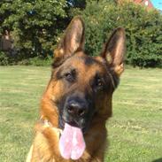 Schæferhund DANDIXIE´S Falcon 