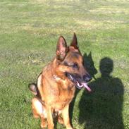 Schæferhund DANDIXIE´S Falcon 