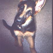 Schæferhund DANDIXIE´S Falcon 