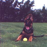 Schæferhund DANDIXIE´S Falcon 