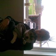 Bichon havanais sir Cody