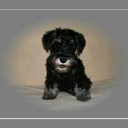 Dvaergschnauzer Yasmin