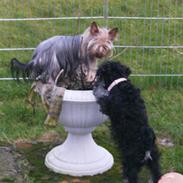 Dvaergschnauzer Yasmin