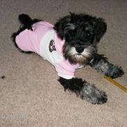 Dvaergschnauzer Yasmin