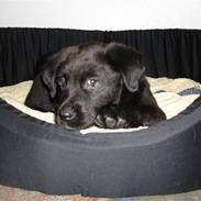 Blanding af racer MAX