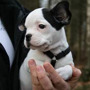 Fransk bulldog Mini Goofie